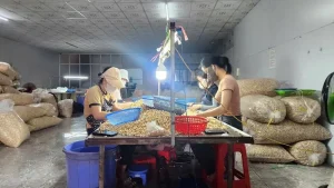 Ảnh: Nhà xưởng đóng gói và khu phân loại hạt điều của Hào Khang 2