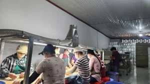 Ảnh: Nhà xưởng đóng gói và khu phân loại hạt điều của Hào Khang 5