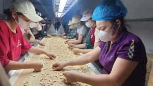 Ảnh: Nhà xưởng đóng gói và khu phân loại hạt điều của Hào Khang 6