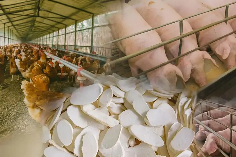 thị trường xuất khẩu sắn lát Việt Nam - Trung Quốc