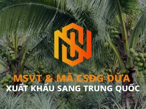 xuất khẩu dừa sang Trung Quốc