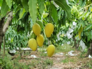 xuất khẩu xoài sang Trung Quốc