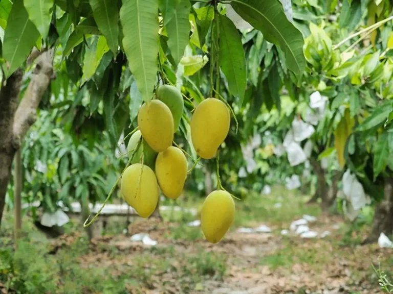 xuất khẩu xoài sang Trung Quốc