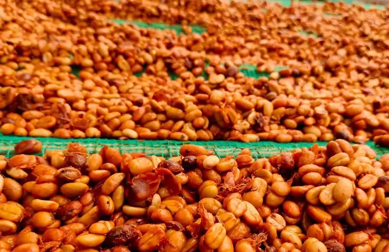 Ý nghĩa của việc đăng ký mã GACC với ngành cà phê
