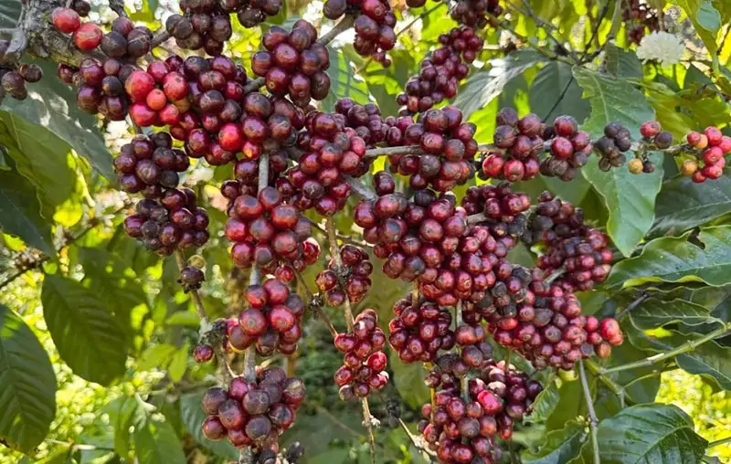 Đảm Bảo Tỷ Lệ Thành Công Cao