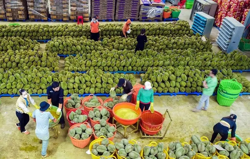 Thực trạng đáng báo động về mã số vùng trồng, mã số cơ sở đóng gói